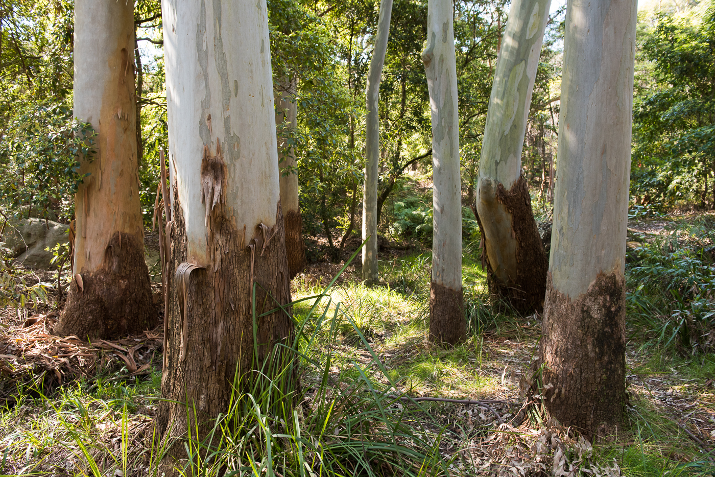 Biodiversity