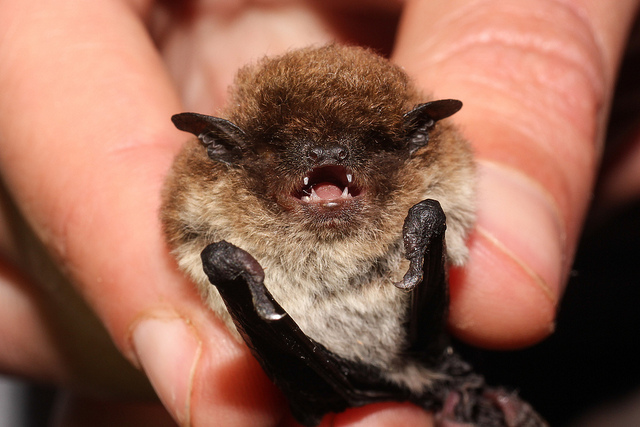 Microbats