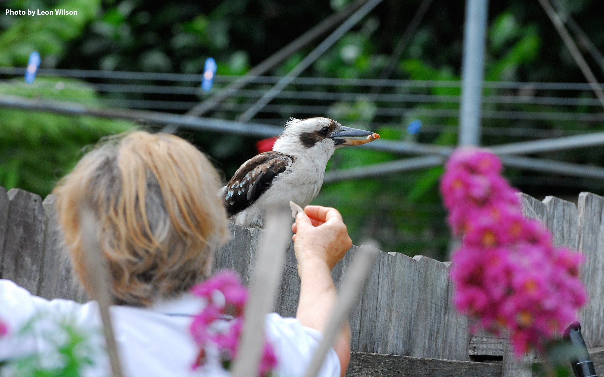 Birds in Backyards