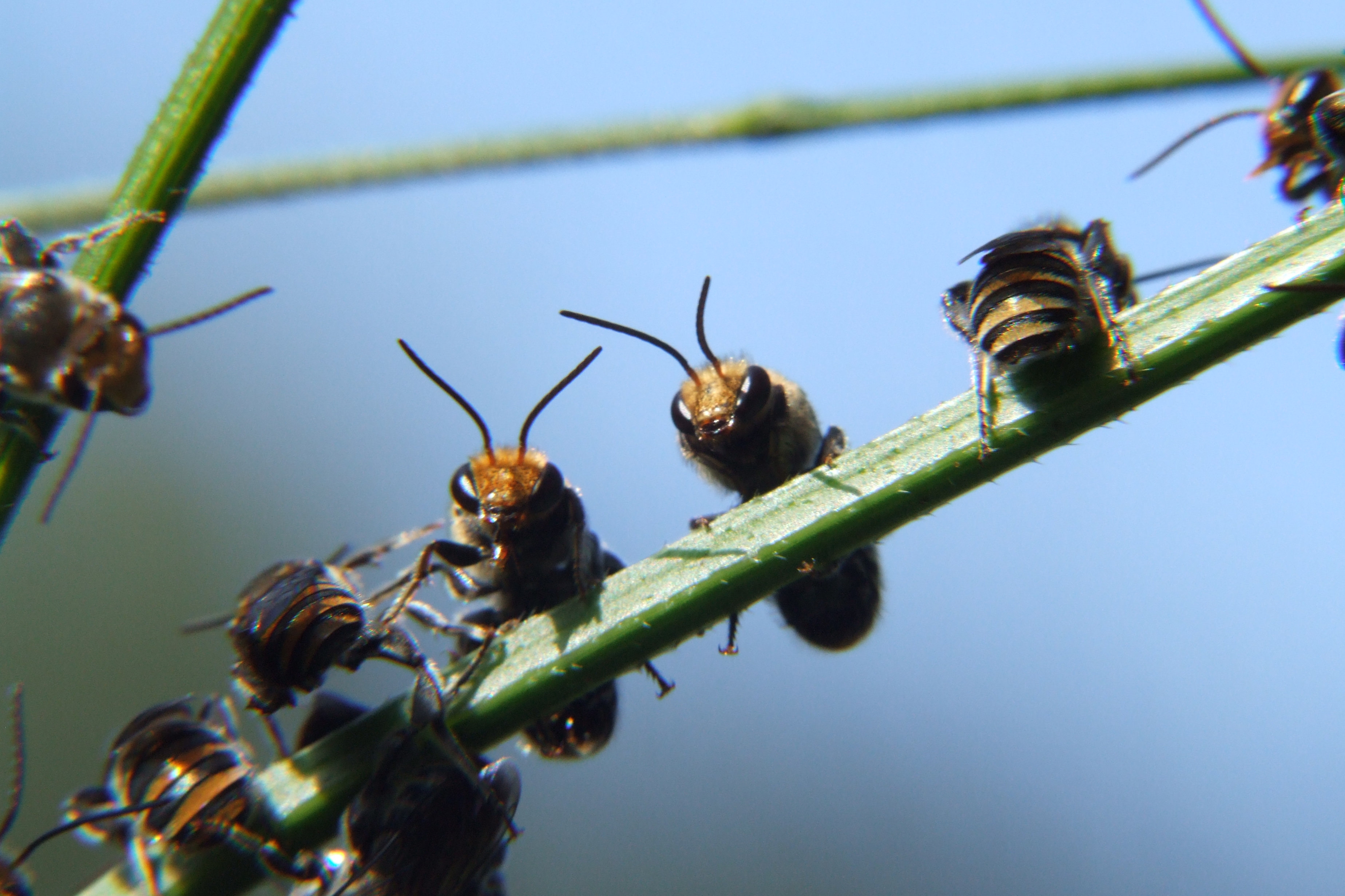 Native Bees