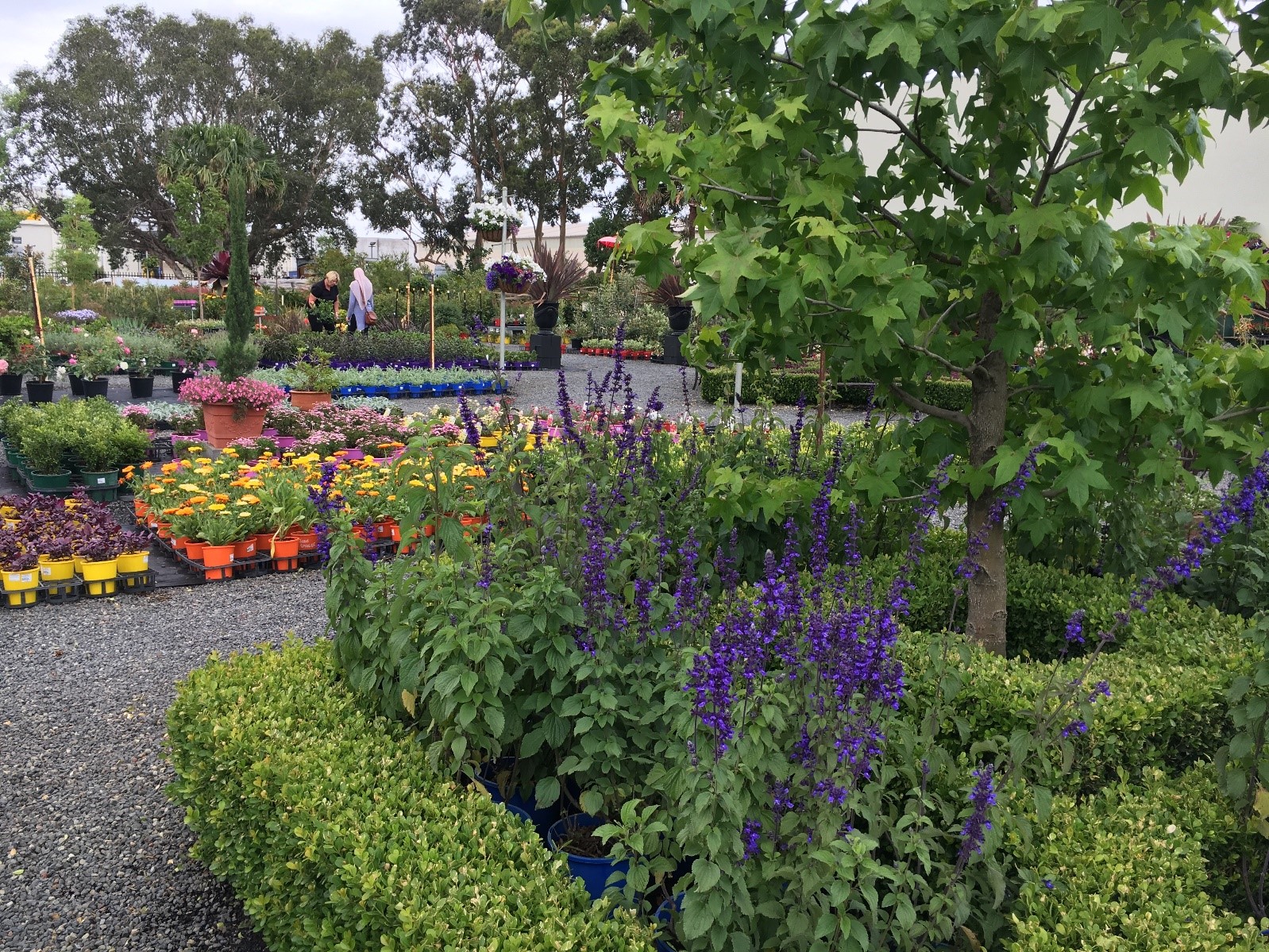 Garden Centres Bayside Council Nsw