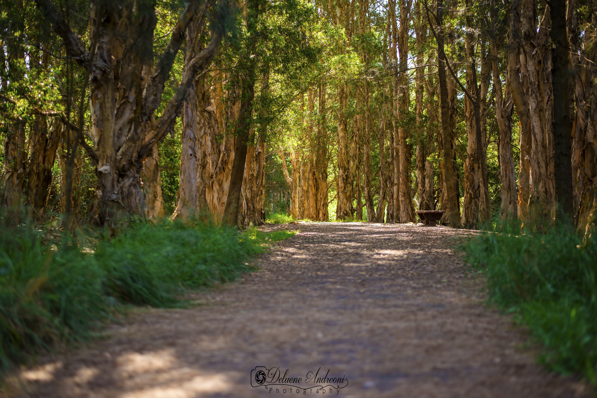 bush track leading through trees 