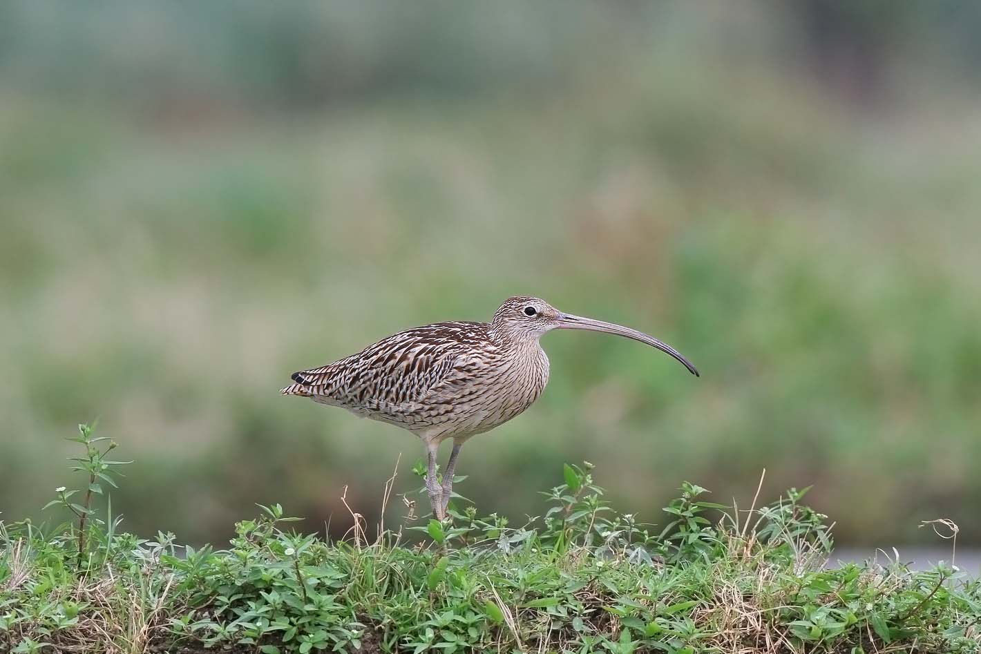 image of Far Eastern Curlew in grass