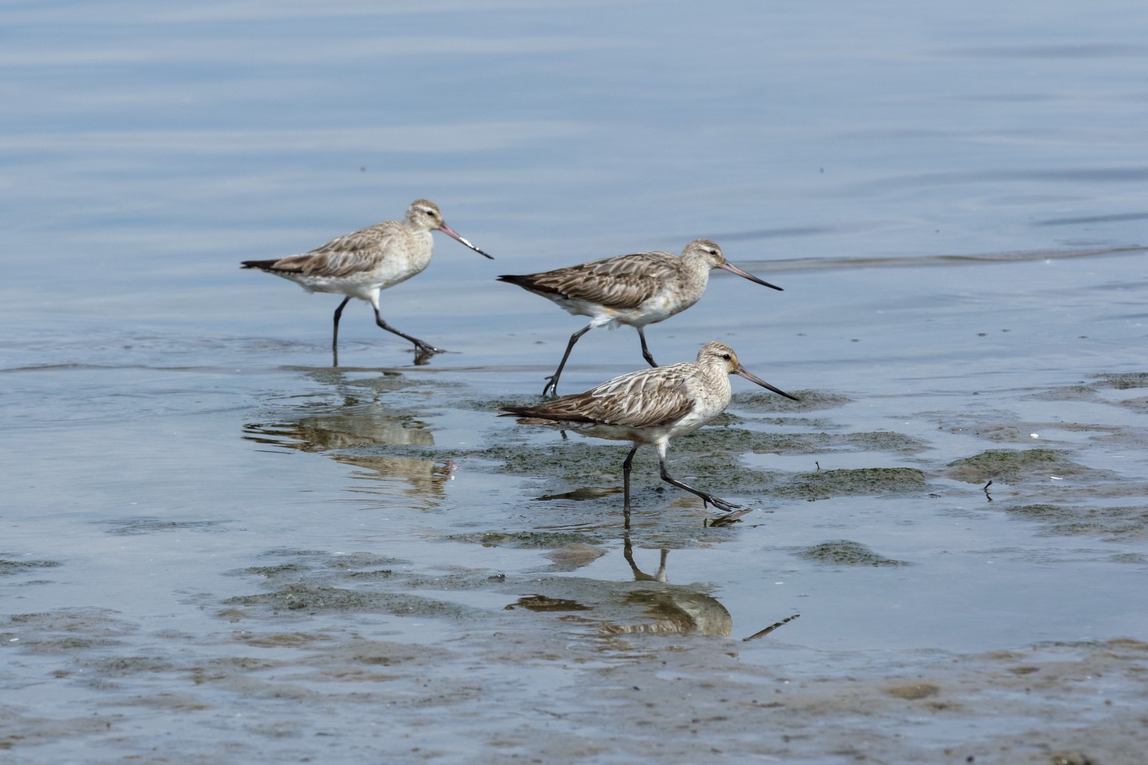 image showing Bar-tailed Godwit birds in water