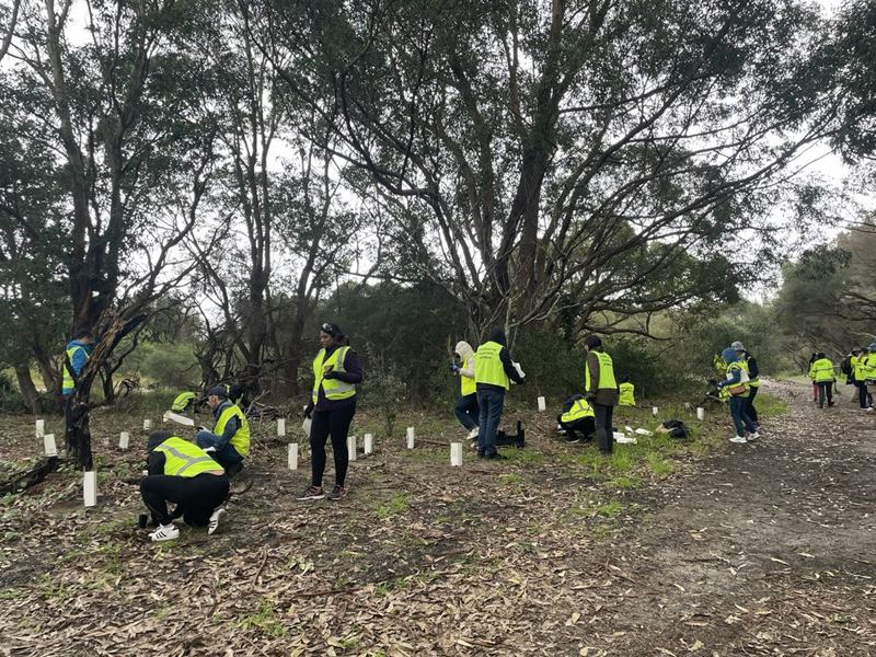 Native Tree Planting