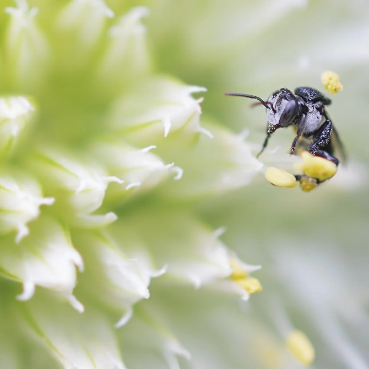 Bee