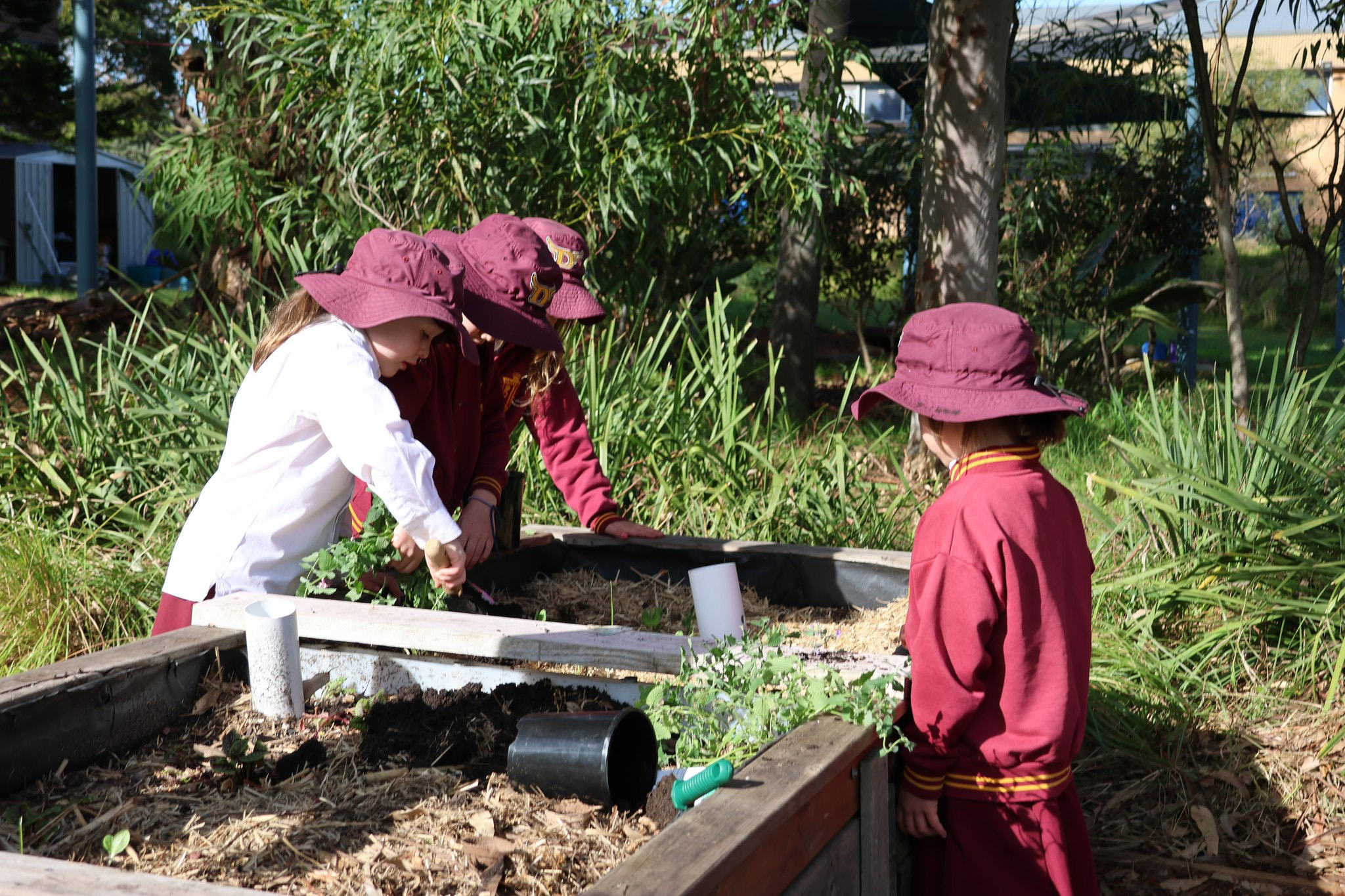 Grow It Local Daceyville Public School