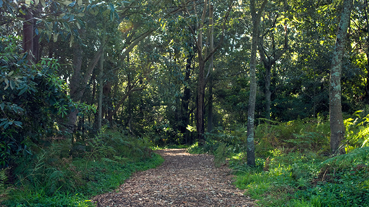 Hawthorne Street Natural Area
