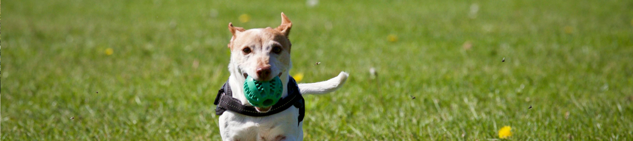 Dog Park