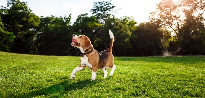 Off-Leash Dog Park Have Your Say