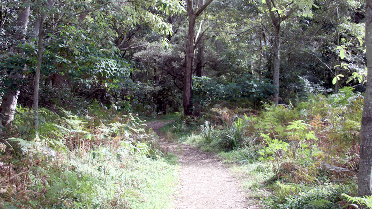 Hawthorne Street Natural Area