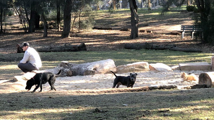 Dog Park
