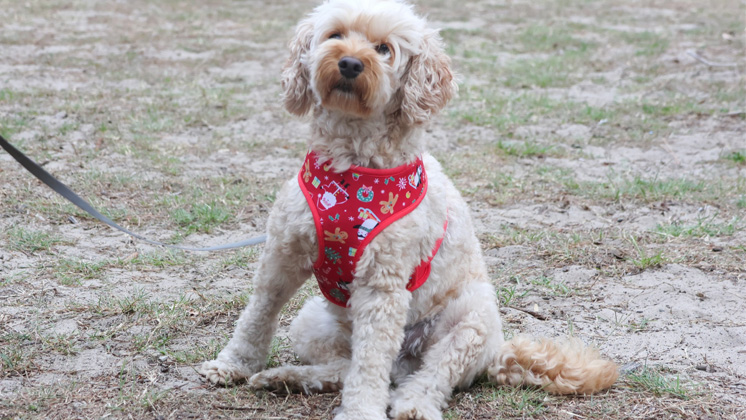 Pets For Christmas: Bayside