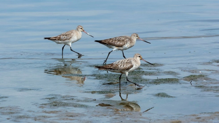 Shorebirds