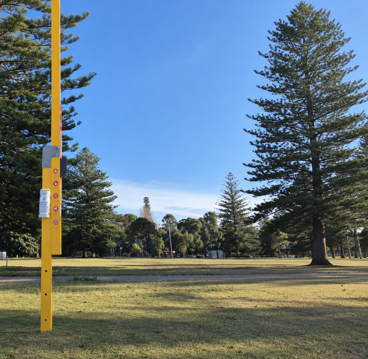 Pine trees