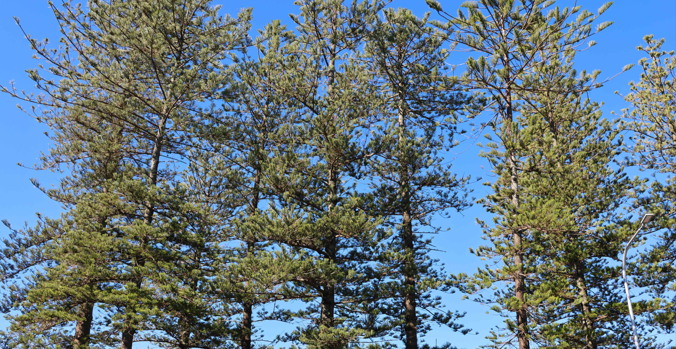 Pine trees 