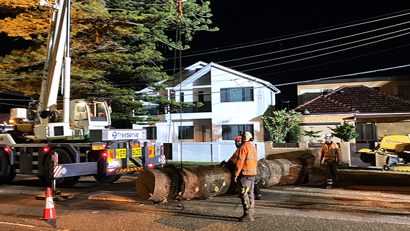 Dead Norfolk Pine Removed