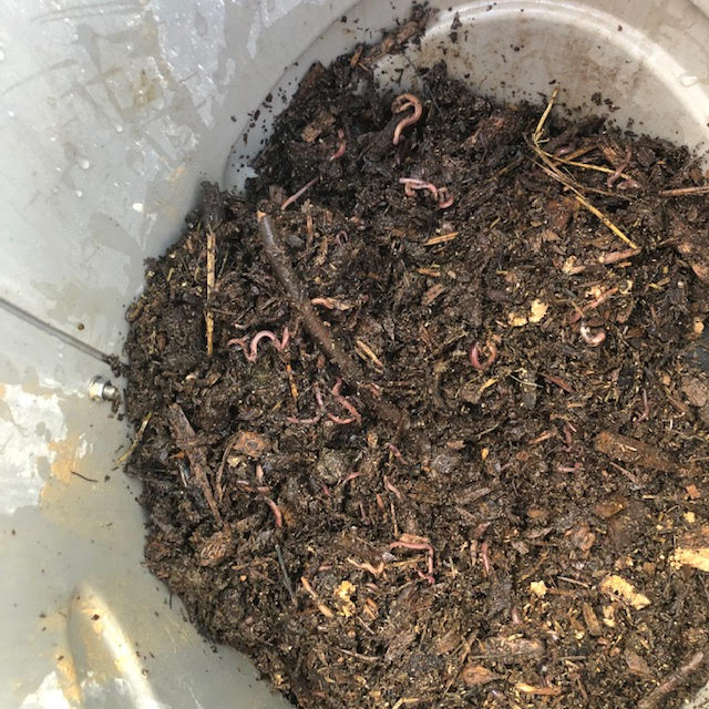 Thriving Worms
