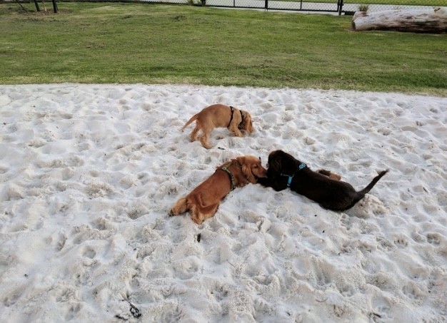 Dog sand play