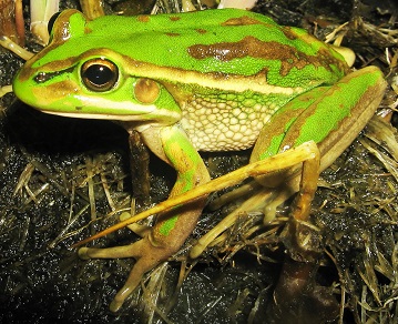 side profile image of a green and golden bell frog